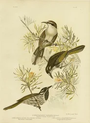 Långnäbbad honungsätare, 1891