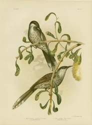 Lumulerad Wattlebird Eller Little Wattlebird, 1891