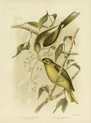Luteous honungsätare eller gulstrupig gruvarbetare, 1891