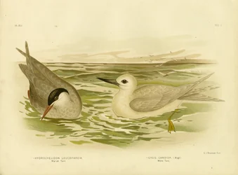 Marsktärna, 1891