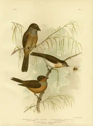 Olivaktig tjockhuvud eller olivvissling, 1891