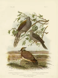 Fredlig duva, 1891