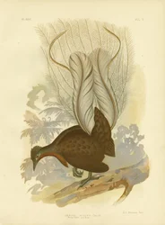 Prins Alberts Lyrebird, 1891