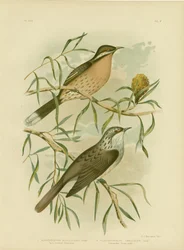 Honungsätare med taggiga kinder, 1891