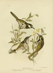 Vitkindad honungsätare, 1891