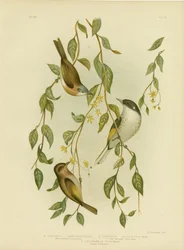 Vithalsad honungsätare, 1891