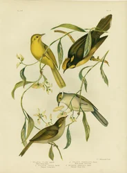 Gul honungsätare, 1891