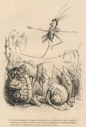 Locust spelar trumpet framför en sköldpadda, snigel och sniglar. Ovanför honom går en annan balanserad gräshoppa på en tråd. Vinjetter illustrerade av JJ Granville. Gravyr signerad Godard i avsnittet med titeln "En fjärils äventyr