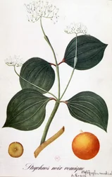 Blad, blommor och frukt av stryknos (vomic nut eller nux vomica) - i "" Animated Flowers"" av Grandville, n.d. 19:e.