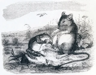Grodan och råttan - Fables av La Fontaine