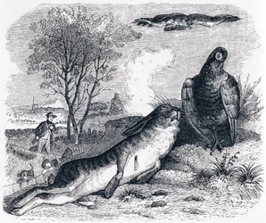 Haren och rapphönan - Fables av La Fontaine