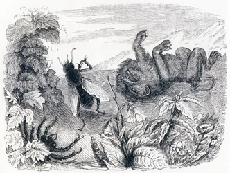 Lejonet och mitten - Fabler av La Fontaine
