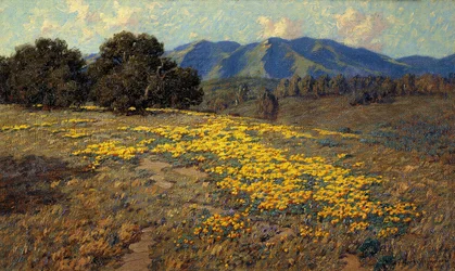 Kalifornien vallmo