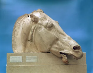 Huvud av en av Selenes, mångudinnans, hästar, från Parthenons östra gavel, 447-432 f.Kr.