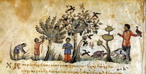 Jakt med falkar för att fånga fåglar - i "" De Venatione"" av Oppianus, grekiskt manuskript från 1200-talet. Biblioteca Marciana. Venedig