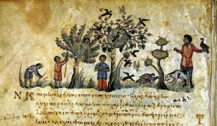 Jaga med falken och fånga fågelbon. Grekiskt manuskript av Oppianus De Venatione 1200-talet.