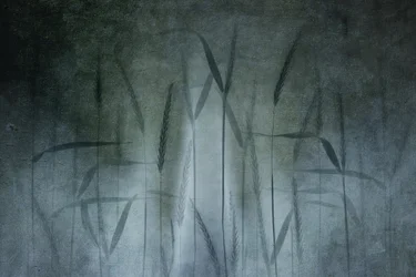 Abstrakt vetefält