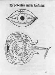Studie av det mänskliga ögat. Anatomisk tavla från "The Philosophical Daisy" av Gregor Reisch (1467-1525), Bale
