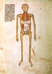 ANATOMI: Miniatyr ur "Anatomy" av Guido da Vigevano, läkare till kung Philippe VI av Frankrike (miniatyr)