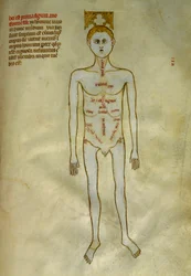 Anatomi och kirurgiska styrelser: lokalisering av manliga organ. I ""Liber notables Philippi den sjunde kungen av frankerna, extraherad från Galiens böcker""" av Gui de Pavia omkring 1345. Chantilly, Musee Conde