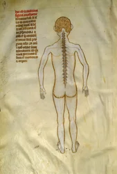 Anatomi och kirurgiska brädor: ryggmärg (i kotorna på kotpelaren). I ""Liber notables Philippi den sjunde kungen av frankerna, extraherad från Galiens böcker""" av Gui de Pavia omkring 1345. Chantilly, Musee Conde