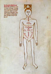 Kirurgi: representation av människokroppen. Miniatyr i ""Liber notables Philippi den sjunde kungen av frankerna, extraherad från Galiens böcker"" skriven av Gui (kille) av Pavia