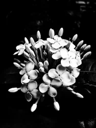 Blomma nr 27, 2025 (foto)