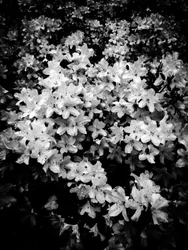 Flower nº 2, 2025 (foto)