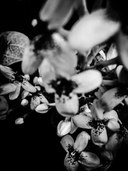Blomma nr 34, 2025 (foto)