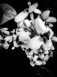 Blomma nr 36, 2025 (foto)