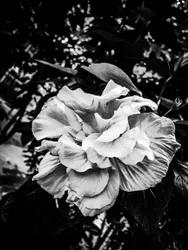 Blomma nr 39, 2025 (foto)
