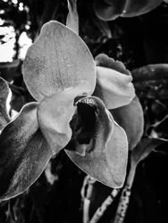 Blomma nr 43 (foto)