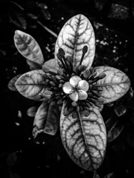 Blomma nr 45 (foto)