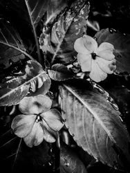 Blomma nr 46 (foto)