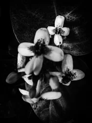 Blomma nr 49 (foto)