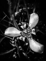 Blomma nr 53 (foto)