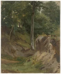 Torr bäck i skogen