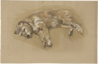 Liggande hund