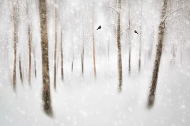 Den fridfulla vinterskogen