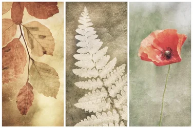 Vintage Nature Trio