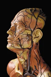 Detalj av en manlig anatomisk ekorchemodell som visar muskler, artärer och vener, cirkulationen och nervsystemet