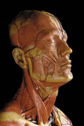 Detalj av en manlig anatomisk ekorchemodell som visar muskler, artärer och vener, cirkulationen och nervsystemet (vax) (se även 469823 till 469827)