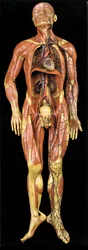 Manlig anatomisk écorché-modell som visar muskler, artärer och vener, blodomloppet och nervsystemet