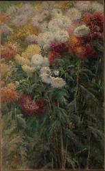 Krysantemum i trädgården i Petit-Gennevilliers
