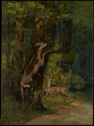 Hjortar i skogen