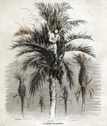 Ligeringen av palmerna i Elche, i syfte att bevara vitheten, för att fläta dem, teckning av Gustave Dore (1832-1883), för att illustrera hans resa till Spanien, 1862, med Ch. Davillier. Gravyr i "" Le tour du monde", redigerad av E