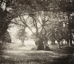 Träd, Fontainebleauskogen