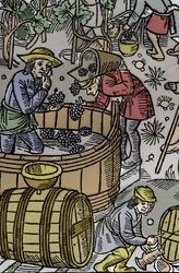 Skörd - druvskörd - Herdens kalender - Månadernas arbete - Oktober - Träsnitt från boken från 1496 tryckt av Guy Marchant (Guido Mercator) i Troyes - Trästick i "" Le grand Calendrier et compost des shepherds"" - Skörden - och th