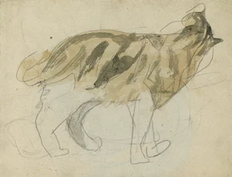 Kattstudier (blyerts med akvarell på papper)