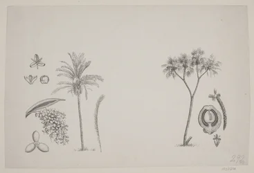 Botaniskt blad från Schouws skrifter